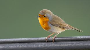 Erithacus rubecula - Rouge-gorge familier - Rougegorge - European Robin (ang) - Petirrojo europeo (sp)