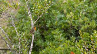 Erithacus rubecula - Rouge-gorge familier - Rougegorge - European Robin (ang) - Petirrojo europeo (sp)