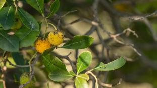 Arbutus unedo - Arbousier commun - Strawberry tree (ang) - Madroño (sp)