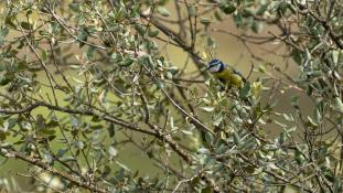 Cyanistes caeruleus - Mésange bleue - Eurasian Blue Tit (ang) - Herrerillo común (sp)
