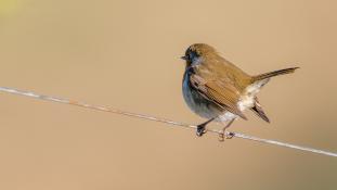Erithacus rubecula - Rouge-gorge familier - Rougegorge - European Robin (ang) - Petirrojo europeo (sp)