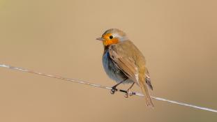 Erithacus rubecula - Rouge-gorge familier - Rougegorge - European Robin (ang) - Petirrojo europeo (sp)