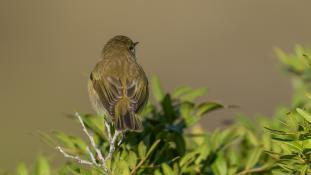Phylloscopus collybita - Pouillot véloce - Common Chiffchaff (ang) - Mosquitero común (esp)
