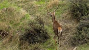 Cervus elaphus - Cerf élaphe - Red deer (ang) - Ciervo común (sp)