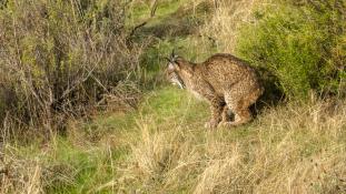 Lynx pardinus - Lynx ibérique - Iberian lynx  (ang) - Lince iberico (sp)