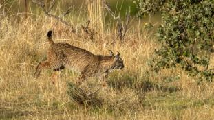 Lynx pardinus - Lynx ibérique - Iberian lynx  (ang) - Lince iberico (sp)