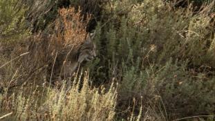 Lynx pardinus - Lynx ibérique - Iberian lynx  (ang) - Lince iberico (sp)