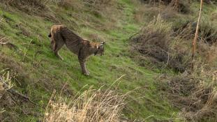 Lynx pardinus - Lynx ibérique - Iberian lynx  (ang) - Lince iberico (sp)