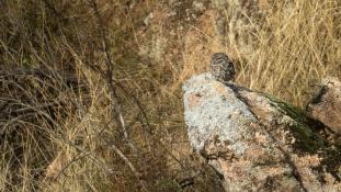 Athene noctua - Chouette chevêche - Chevêche d'Athéna - Little Owl (ang) - Mochuelo Europeo (sp)