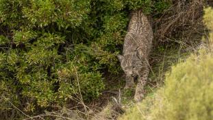 Lynx pardinus - Lynx ibérique - Iberian lynx  (ang) - Lince iberico (sp)