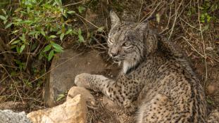 Lynx pardinus - Lynx ibérique - Iberian lynx  (ang) - Lince iberico (sp)