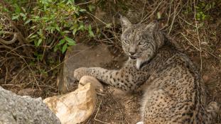 Lynx pardinus - Lynx ibérique - Iberian lynx  (ang) - Lince iberico (sp)