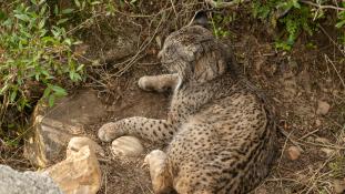 Lynx pardinus - Lynx ibérique - Iberian lynx  (ang) - Lince iberico (sp)
