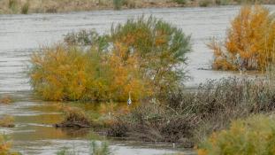 Ardea cinerea