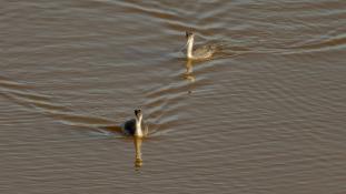 Podiceps cristatus
