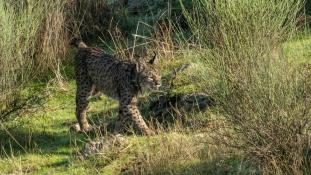 Lynx pardinus