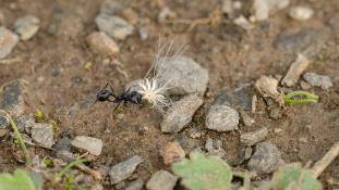 ND-Fourmis