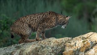 Lynx pardinus