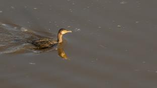 Phalacrocorax carbo