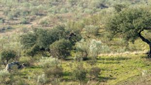 Aquila chrysaetos