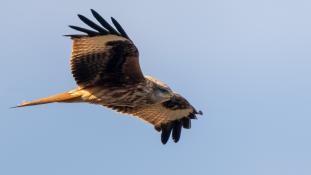 Milvus milvus