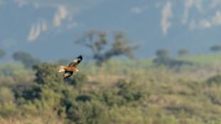 Milvus milvus