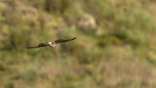Buteo buteo