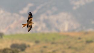 Milvus milvus
