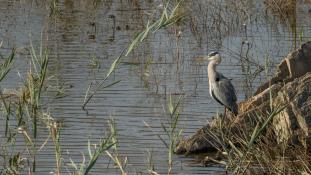 Ardea cinerea