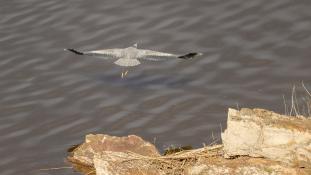 Ardea cinerea