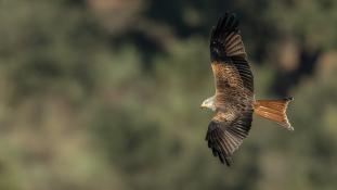 Milvus milvus