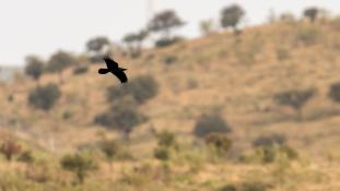 Corvus corax