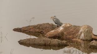 Ardea cinerea