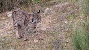 Lynx pardinus