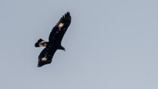 Aquila chrysaetos