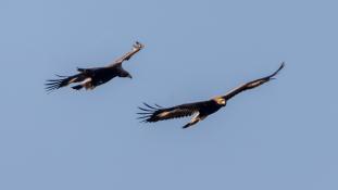 Aquila chrysaetos