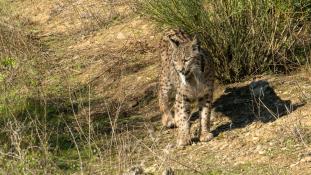 Lynx pardinus