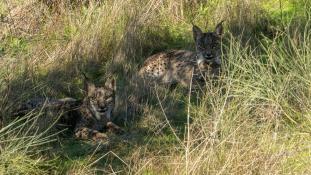 Lynx pardinus