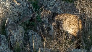 Lynx pardinus