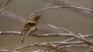 Turdus philomelos