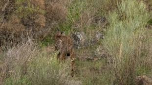 Lynx pardinus
