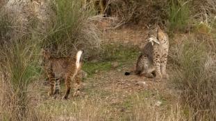 Lynx pardinus