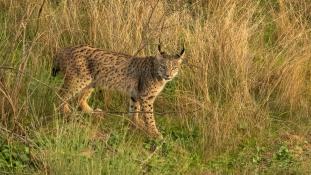Lynx pardinus