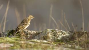 Turdus philomelos