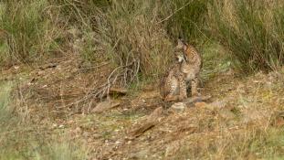 Lynx pardinus