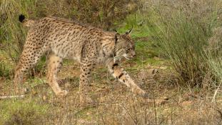 Lynx pardinus