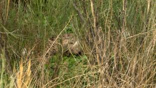 Lynx pardinus