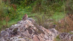 Alectoris rufa