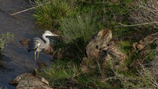 Ardea cinerea
