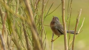 Curruca undata